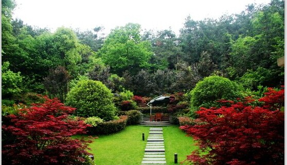 城市園林綠化里的大樹(shù)從水份提高成活率
